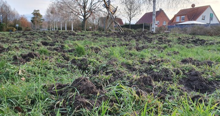 durch Wildschweine zerstörter Spielplatz