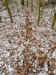 Ein Wechsel ist im Schnee gut zu erkennen und bietet Ansatzpunkte, die Vergrämung von Wildschweinen rechtzeitig zu erwirken.