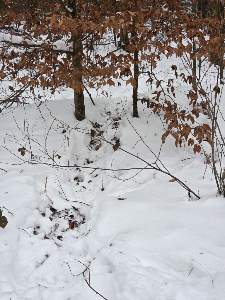 Im Schnee lassen sich die Spuren von Wildschweinen leicht erkennen.